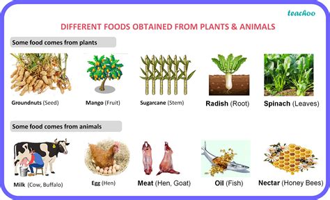 Class 6 Food What Sre The Different Sources Of Food Teachoo