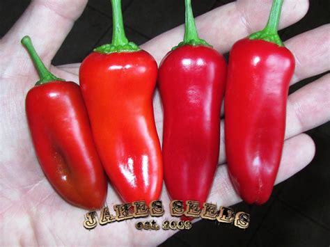 Fresno Chile Chili Seeds Etsy