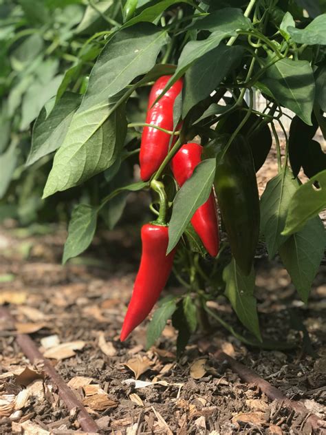 Powdered Fresno Chile Pepper Piedmont Farmstead